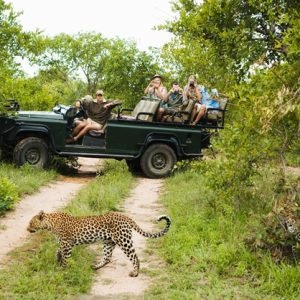 Leopard (Panthera pardus) crossing road with tourists in jeep in background