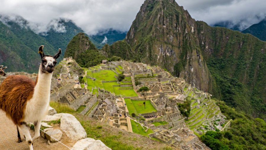 Machu-Picchu,-Llhama