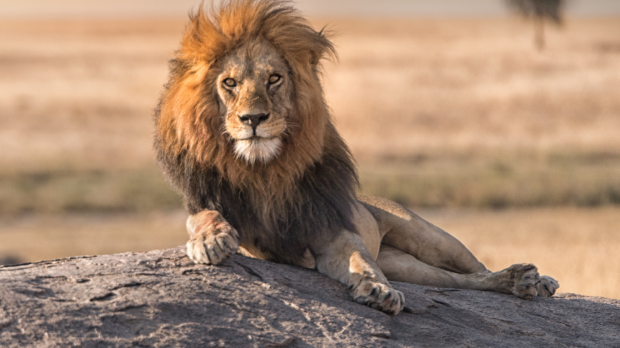 Leão no Parque do Serengeti, na Tanzânia