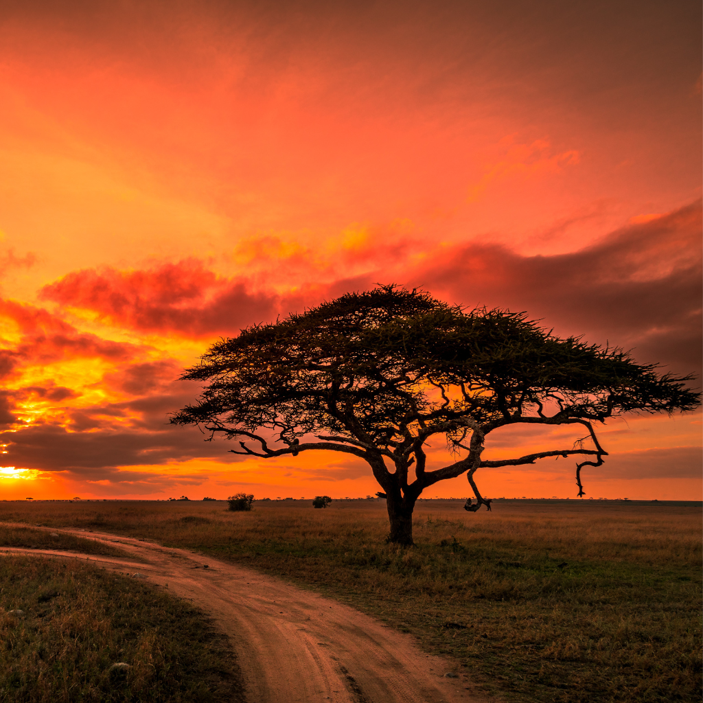 Céu alaranjado no Parque do Serengeti, na Tanzânia. 