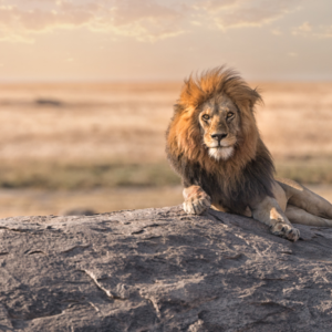 Leão no Parque do Serengeti, na Tanzânia