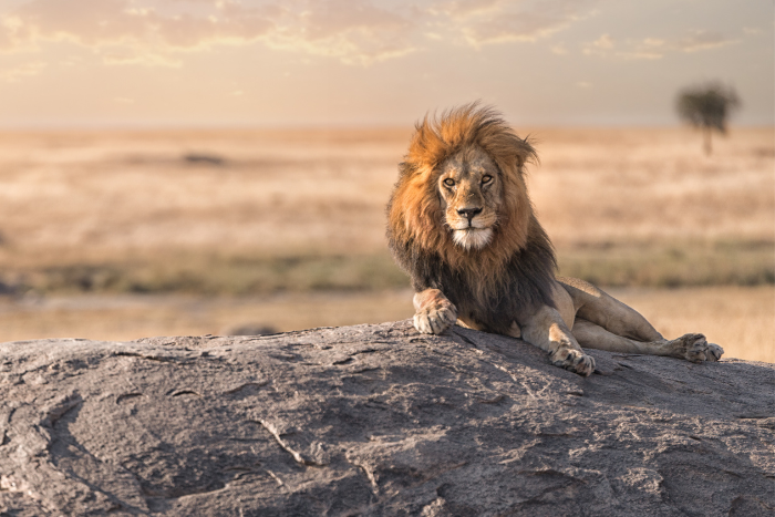 Conheça o Parque do Serengeti, o local que inspirou a saga de O Rei Leão, da Disney